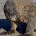 dragon_komodo_hsb_rinca_v_0641_kom2410.jpg